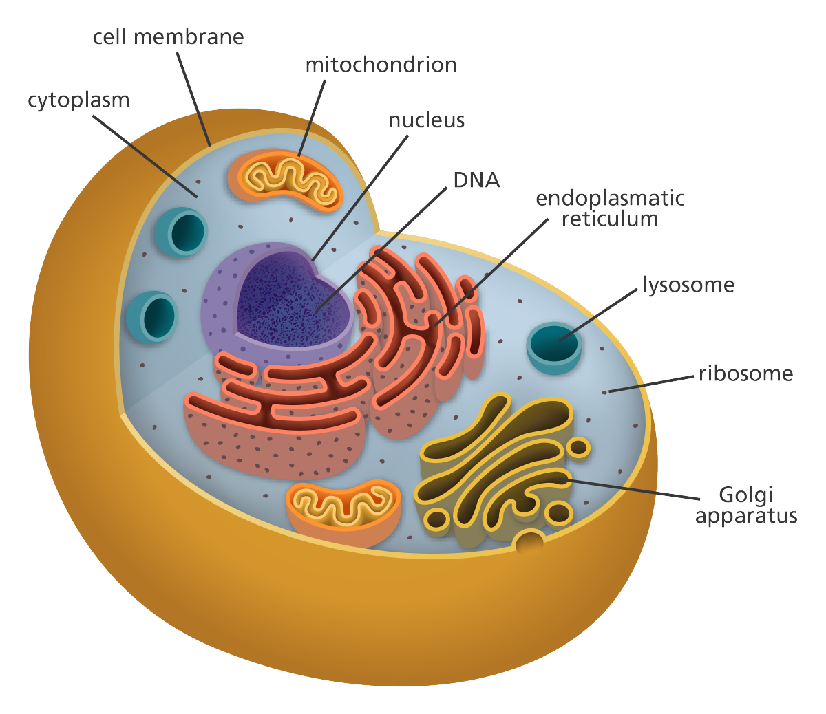 Realities About Cells   Cell Diagram Yourgenome 