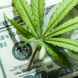 What profitable businesses can you set up around cannabis