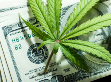 What profitable businesses can you set up around cannabis