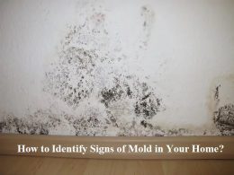 How to Identify Signs of Mold in Your Home