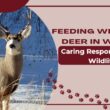 Feeding Whitetail Deer in Winter