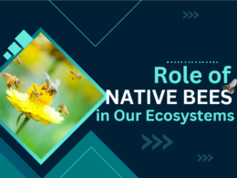 Role of Native Bees in Our Ecosystems