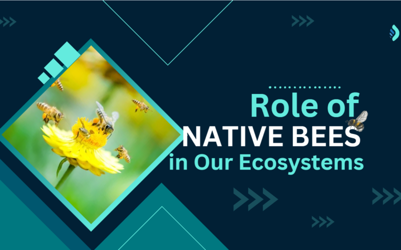 Role of Native Bees in Our Ecosystems